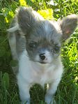 chihuahua blandning