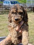cockerpoo valpar