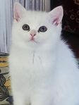 kattunge 