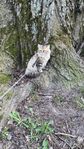 Säljar husskatt
