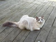 Ragdoll hane av.el