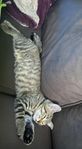 kattungar