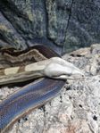 1,0 boa constrictor imperator