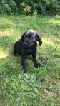 labradorvalpar