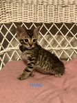 Bengal kattungar