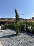 Flerstammig ”Manchurisk strimlönn” (Acer tengatosum)