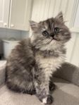 Kattunge 