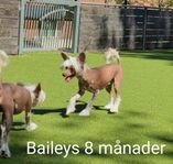 choklad och vit Chinese crested dog hane 8 månader