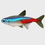 neon tetra