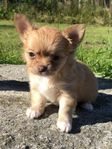 Chihuahua SKK-stamtavla 
