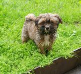 Lhasa apso Valpar