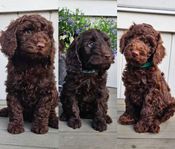maxi cockerpoo 