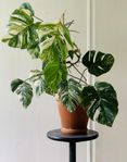 Monstera Variegata