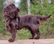 Cockerspaniel hane för avel