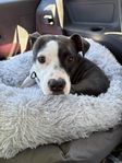 Amstaff tik