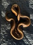 Kungspyton / Ballpython