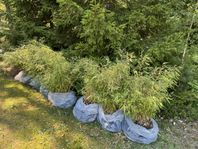 Bambu Fargesia Rufa 8 st