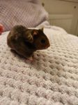 Guldhamster