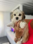 Lady Bichon Havanais Tik 