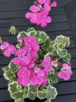 Pelargon ‘Leamington‘