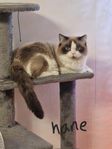 katt(Ragdoll)