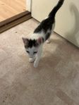Söt kattunge, 13 veckor söker nytt hem p.g.a. allergi 