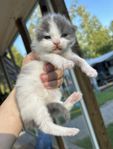 Brittisk korthår/långhårs kattungar 