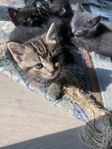 Kattungar bondkatt (mamma norsk skogskatt)