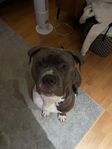 American bully