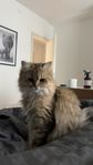 3 underbara katter
