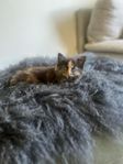 Kattungen Vilda aka ”Ettan”