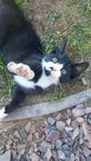 Kattunge hane