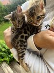 Kattungar Bengal