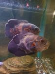 Astronotus ocellatus (Påfågelciklid)