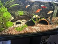 Guppy planty fisk 