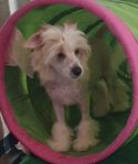 Gosigaste Chinese Crested killen..