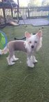 Chinese crested kille