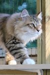 Sibirisk kattunge med stamtavla