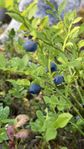 blueberry 