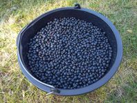 Blåbär! Nyplockade och välrensade. 40kr/liter!