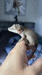 Gargoyle gecko