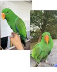 Eclectus Ädelpapegoja Papegoja Hane
