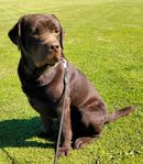 Labrador hane