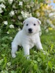 Vitherdehund valp