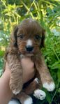 cavapoo valpar 