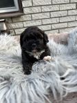 Shihpoo toy