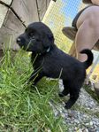 Jakthund Gråhund/wachtel/vitälghund 