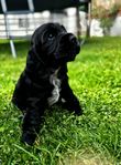 Cocker spaniel valpar