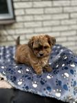 maltipompoo toy