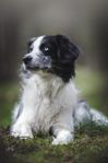 Omplacering av Border Collie